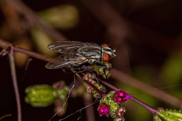 istock Adult Flesh Fly 1421655119