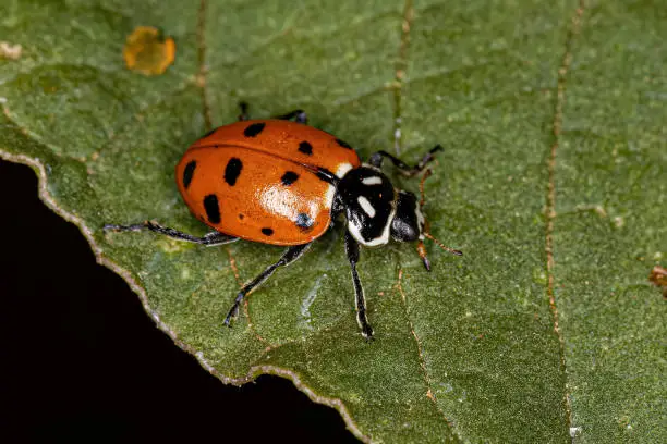 Photo of Adult Convergent Lady Beetle