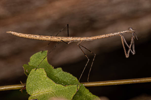 istock Adult Thespid Mantis 1421655391