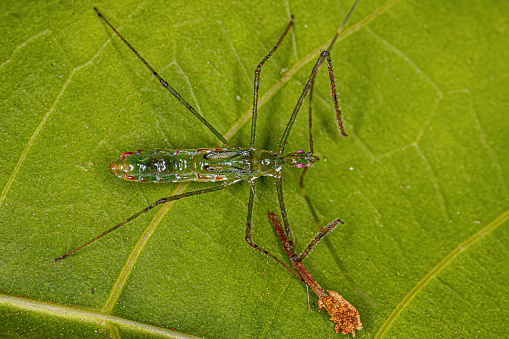 Assassin Bug Nymph of the Tribe Harpactorini