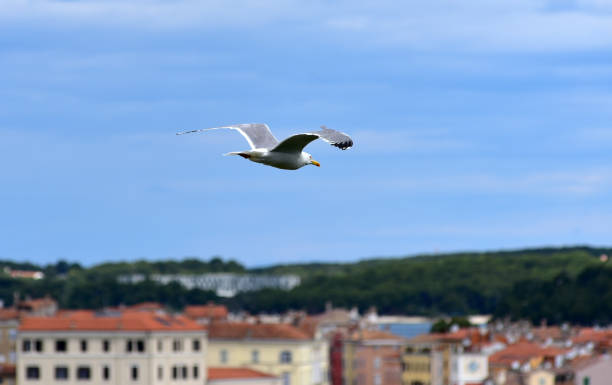 istock A seagull flies over the city 1421655408