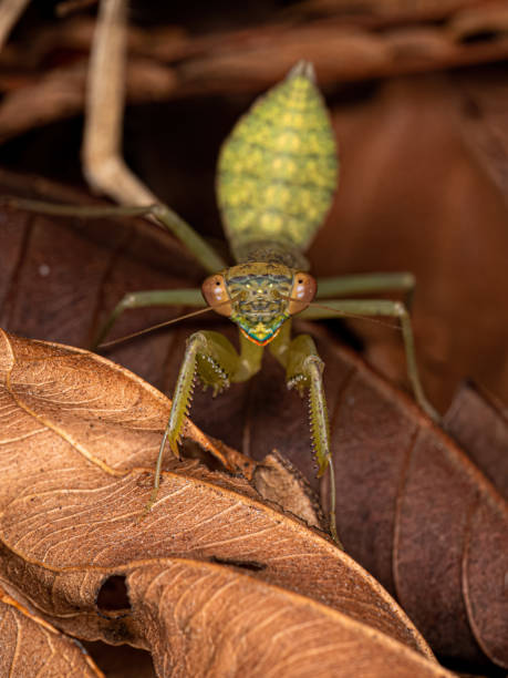 istock Green Photinaid Mantis Nymph 1421655923