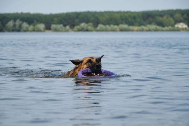 German Shepherd swimming in river with puller in teeth. Playing with dog in water, command bring toy. Lifestyle concept, Happy dog emotions. Wet dog portrait close up.