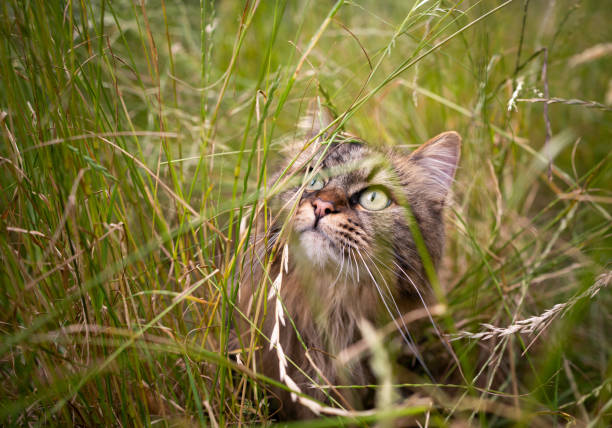 tabby norwegian forest cat outdoors in high grass on the hunt observing looking up
