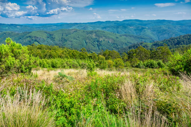 20+ Fotos, Bilder und lizenzfreie Bilder zu Tarra Bulga Nationalpark