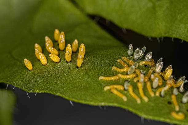 Great Southern White Butterfly Caterpillar and Eggs Great Southern White Butterfly Caterpillar and Eggs of the species Ascia monuste egg to caterpillar stock pictures, royalty-free photos & images