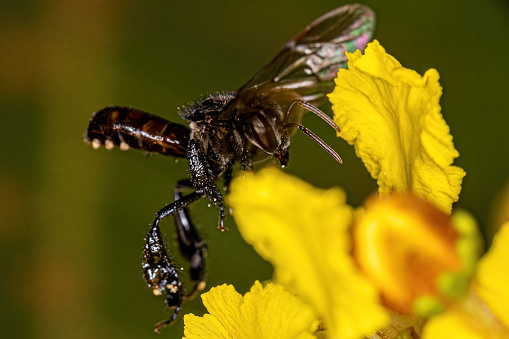 Adult Female Stingless Bee of the Genus Trigona