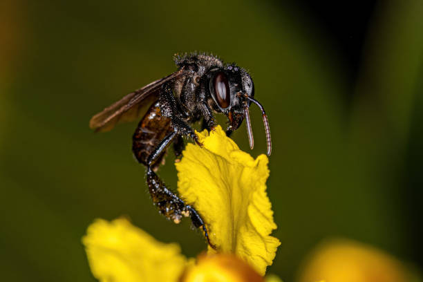 взрослая самка без жалой пчелы - stingless стоковые фото и изображения