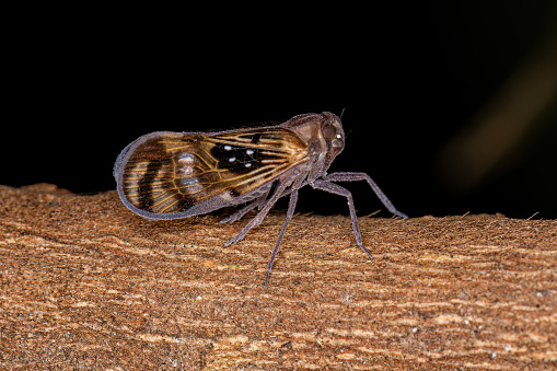 Adult Small Planthopper Insect of the Species Pintalia constellaris