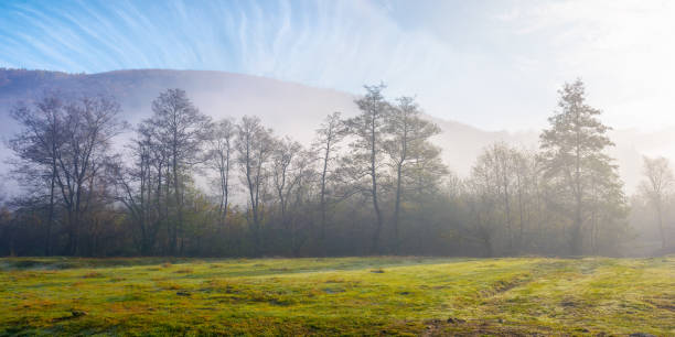istock landscape with forest and meadow in morning mist 1421658862