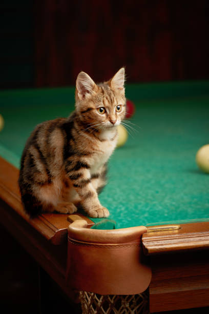 istock Cute tabby kitten sitting on the edge of a pool table indoors from a low angle view 1421659234