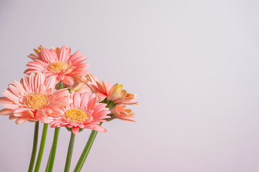 Delicate pink gerbera flowers on a gray background with space for text. Floral background. Vintage bouquet of flowers.