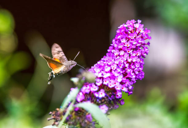 istock Hummingbird hawk-moth flying to a budleia flower 1421661047