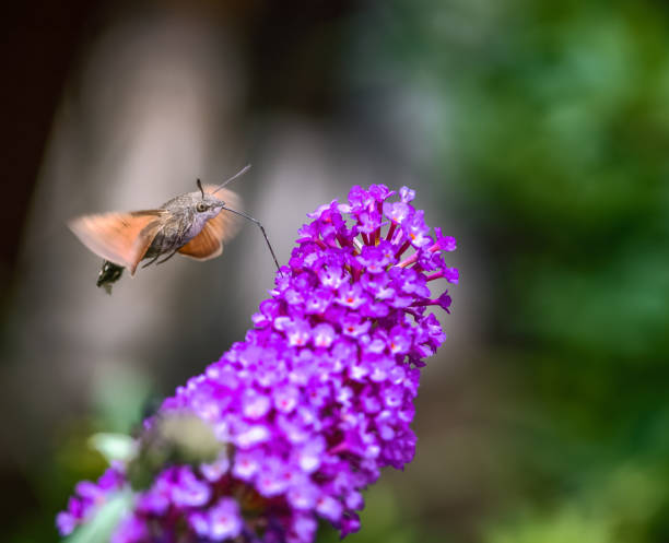 istock Hummingbird hawk-moth flying to a budleia flower 1421661066