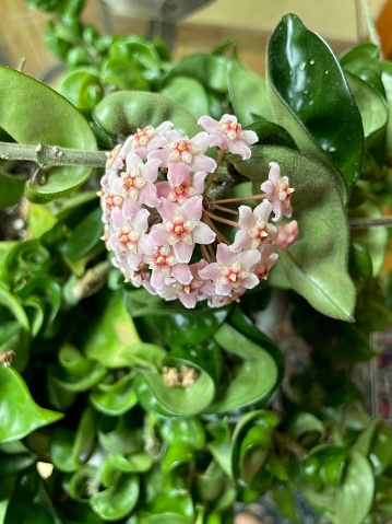 Hoya - Carnosa Compacta: Wax Plant