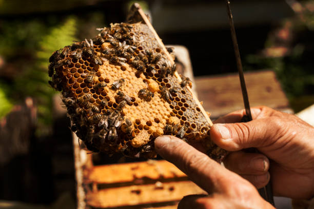 istock honeycomb full of bees 1421661085