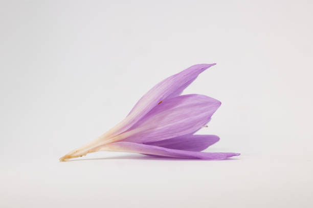 Naked lady flower on the white background. Colchicum autumnale detail of the bloom. A plant that blooms in autumn. Poisonous flower. Blooms in autumn.