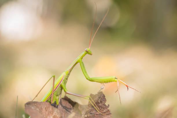 istock Praying mantis on the  leave. Latin - Mantis Religiosa 1421664642