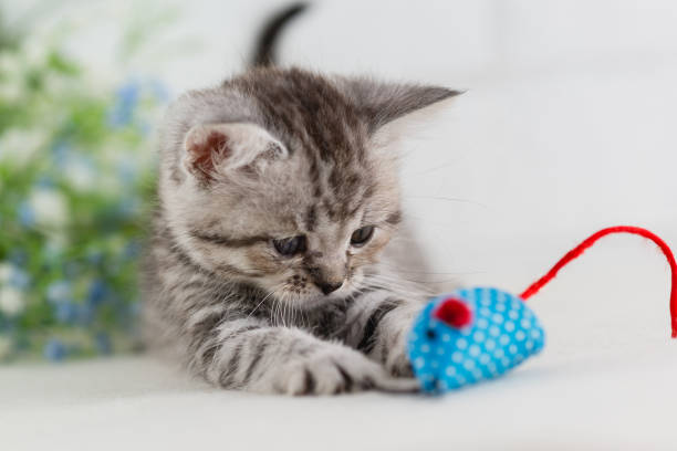 istock A small striped gray-white kitten is having fun playing with mouse toy. Selective focus 1421666387