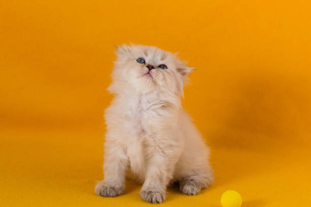 istock A small white beautiful long-haired kitten with blue eyes sits on yellow background 1421666397