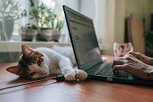 Close up portrait of cute cat lying at desk with laptop.