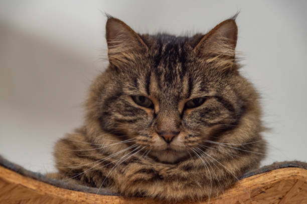 istock Brown tabby cat on wooden tree stand with white background wall 1421666650