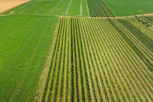 Agricultural fields - aerial view. Corn field, fruit plantation