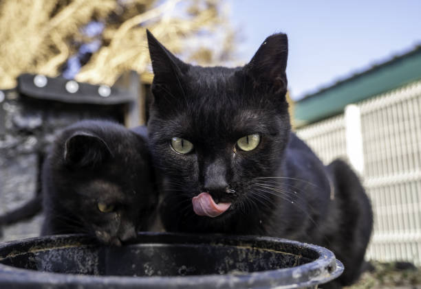 Low angle close up image depicting a domestic cat, with black and white fur, standing next to a bowl of water in the kitchen.