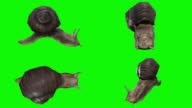 istock Crawling snail on green screen. The concept of animal, wildlife, games, back to school, 3d animation, short video, film, cartoon, organic, chroma key, character animation, design element, loopable 1421668265