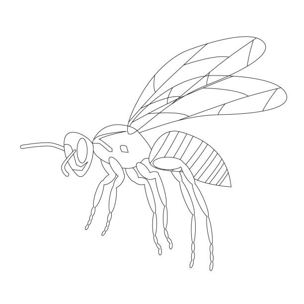 Wasp isolated on a white background. A wild insect. Outline. Vector. Wasp isolated on a white background. A wild insect. Outline. Vector illustration hornet drawing stock illustrations