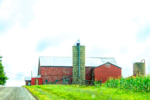 Barn and silos at top of hill with cornfield. Copy Space
