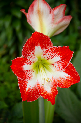 Lily radiant in bright red and white, close up
