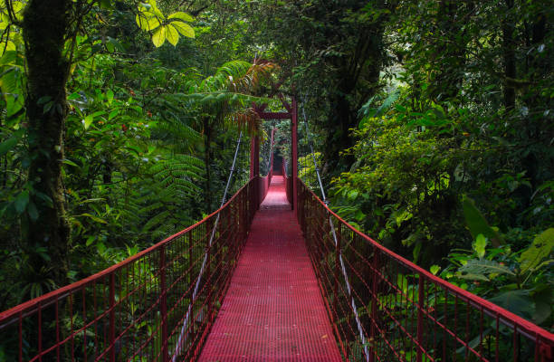 istock Suspension bridge in Central America 1421671665