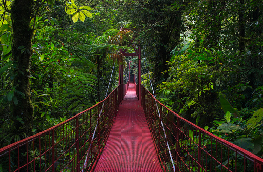 Suspension bridge in Central America forest