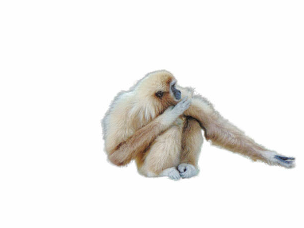 istock Lar Gibbon (Hylobates lar) moneky isolated on white 1421671772