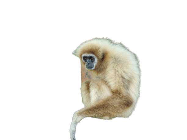 istock Lar Gibbon (Hylobates lar) moneky isolated on white 1421671932