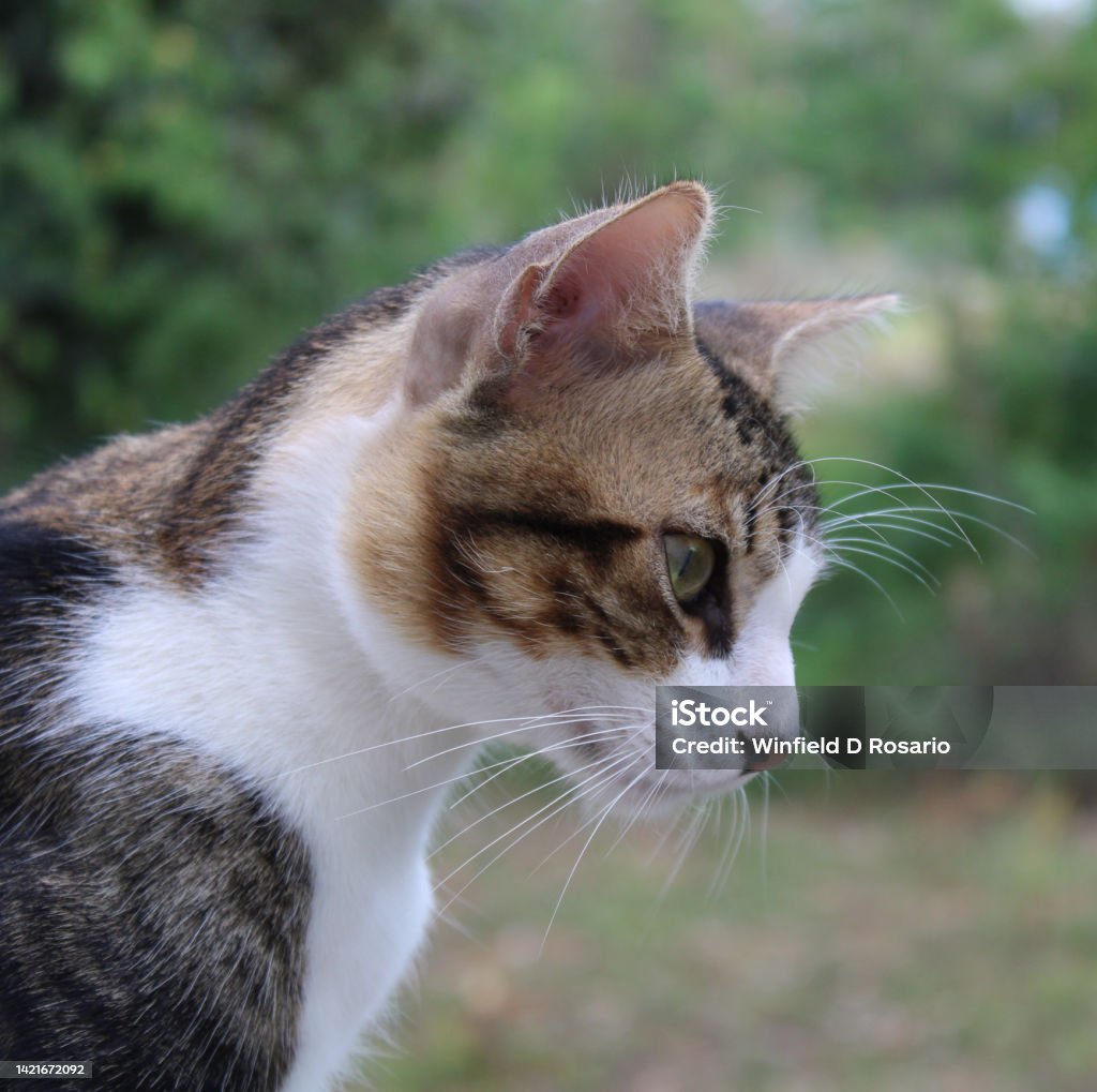 Cat Cat that is like thinking. Close-up Stock Photo