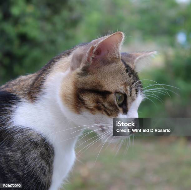 Cat Stock Photo - Download Image Now - Close-up, Color Image, Domestic Cat