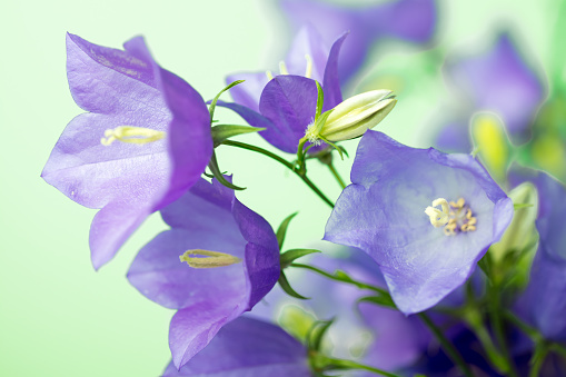 A DSLR photo of beautiful Bluebell flowers (Campanula) on a green background. Space for copy.