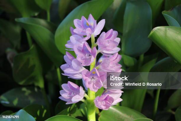 Aquatic Plant Flower Stock Photo - Download Image Now - Close-up, Color Image, Flower