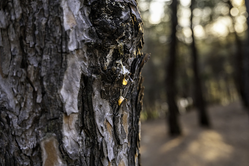 Pine resin detail in a forest in nature