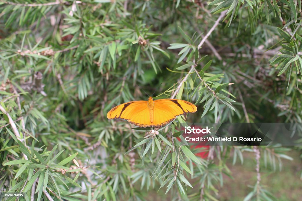 Butterfly Flame Butterfly species Dryas iulia. Butterfly - Insect Stock Photo