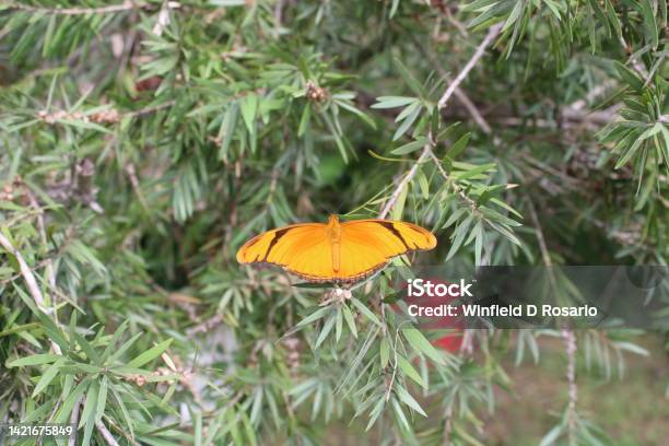 Butterfly Flame Stock Photo - Download Image Now - Butterfly - Insect, Color Image, Horizontal