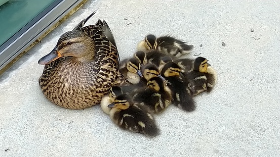Momma and baby ducks at AHFC