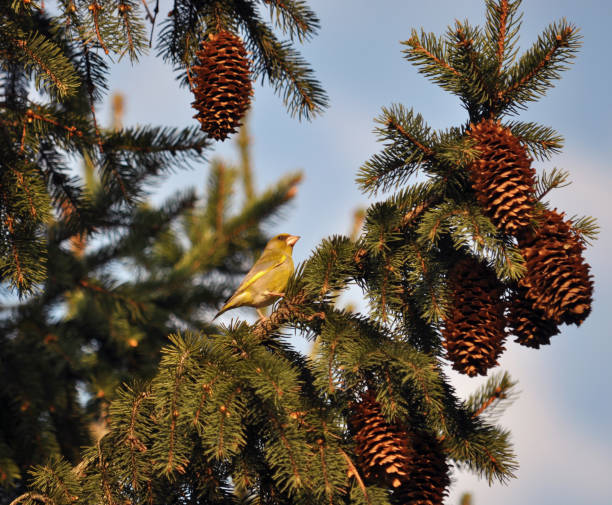 istock Cones that grow on fir branches 1421677771