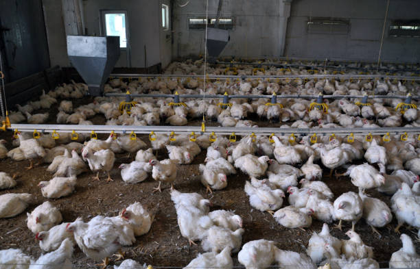 istock Farm for growing broiler chickens 1421677886