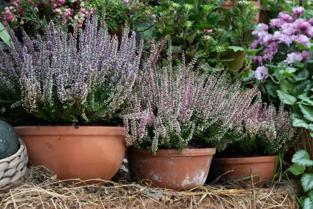 decorative heather calluna in clay pots