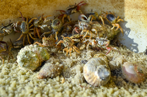 Large group of fiddler crabs & hermit crabs living & breeding on Ono Island, Orange Beach, Alabama