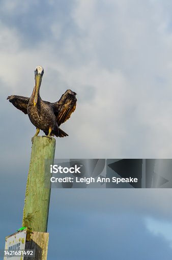 istock Pelican on a Piling 1421681492