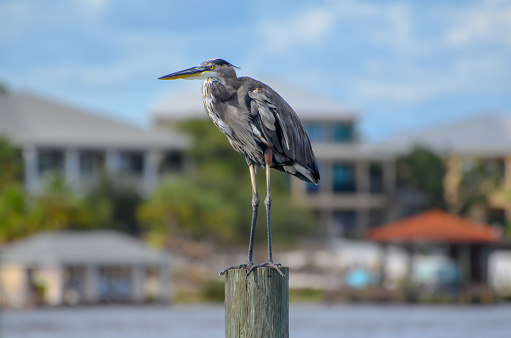 Great Blue Heron crouching on a piling of a pier that was destroyed by a hurricane, Perdido Key Florida, looking north across Old River at Ono Island, Orange Beach, Alabama